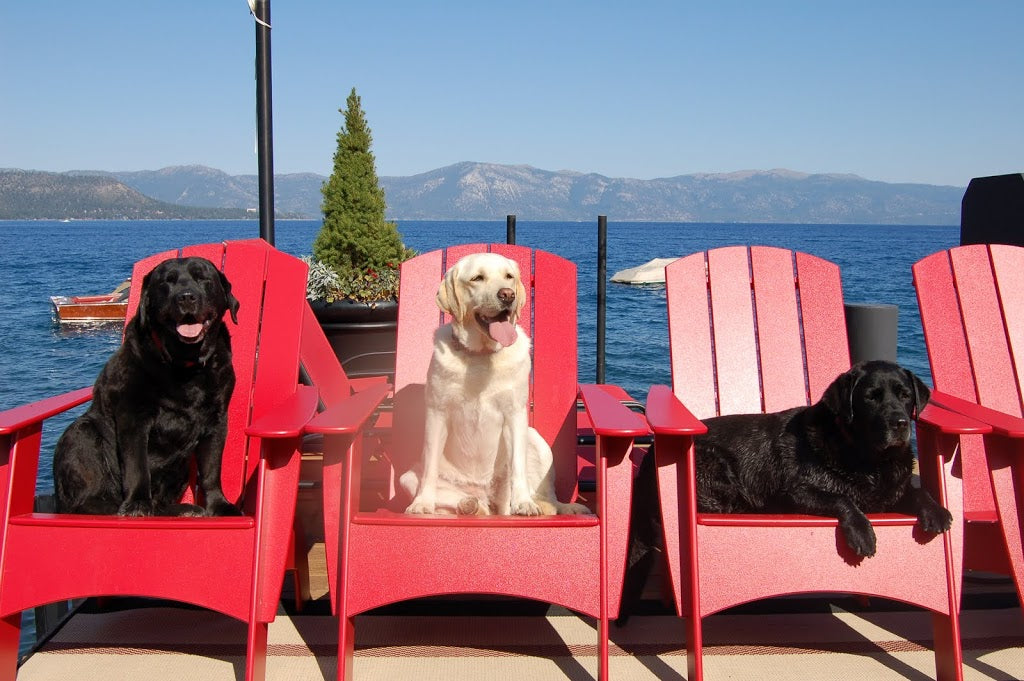 Sit and Stay