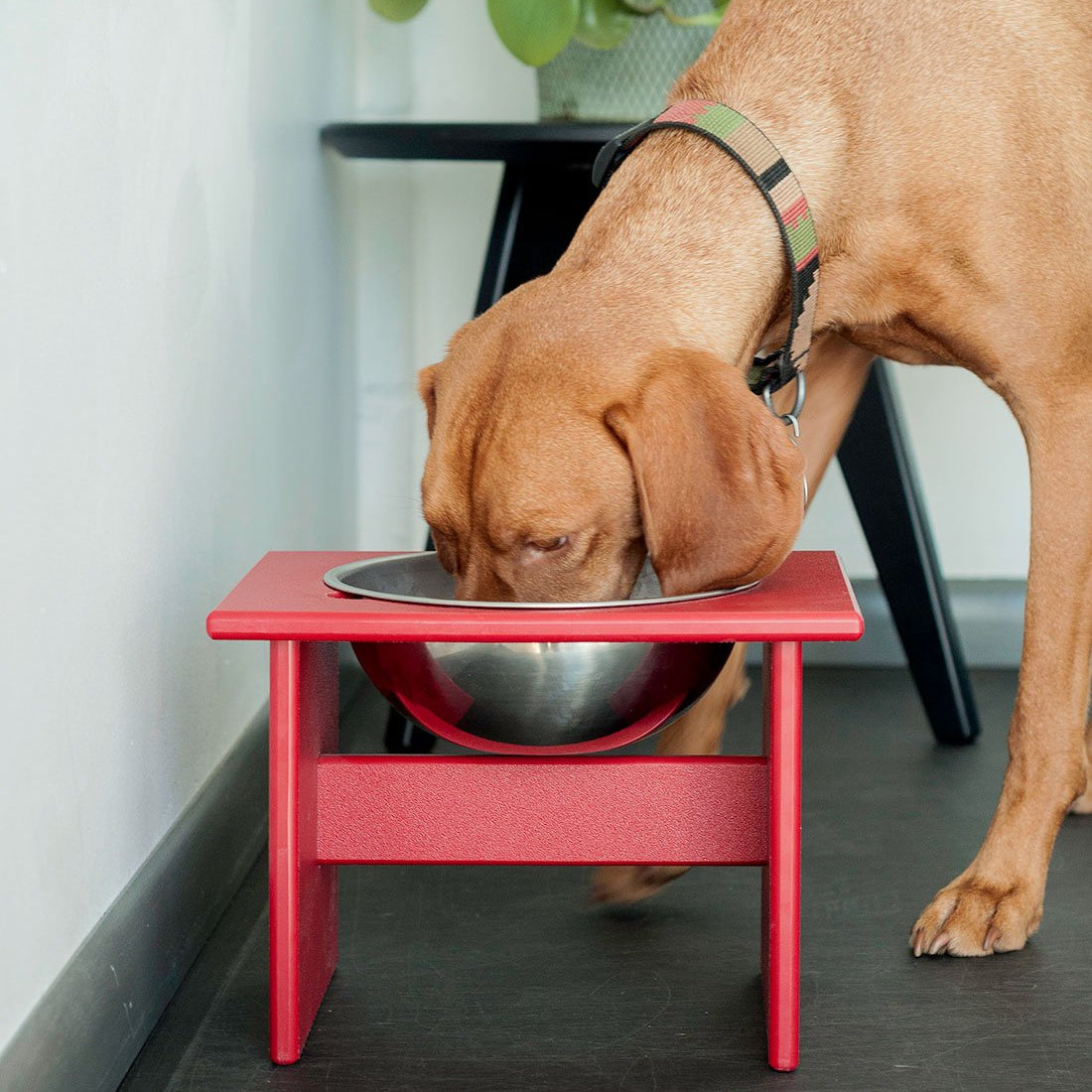 modern dog bowl