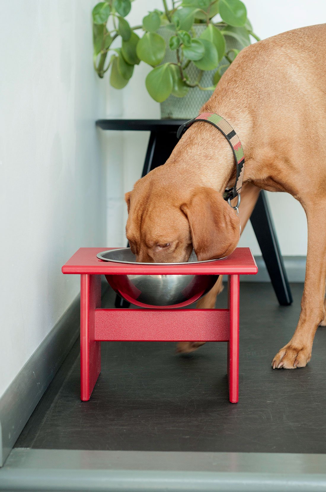 modern dog bowl
