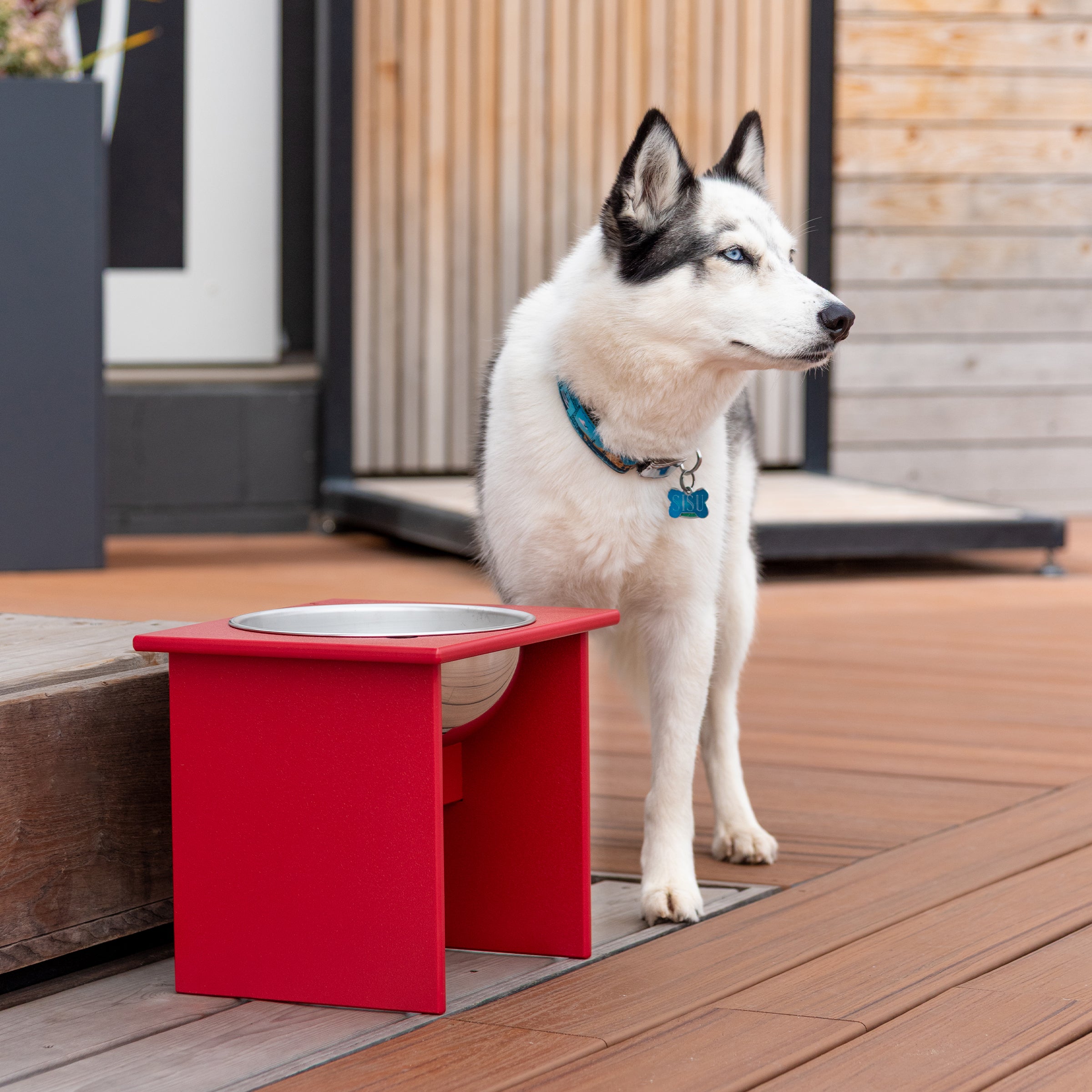 What's The Best Pet Bowl for Your Pup?