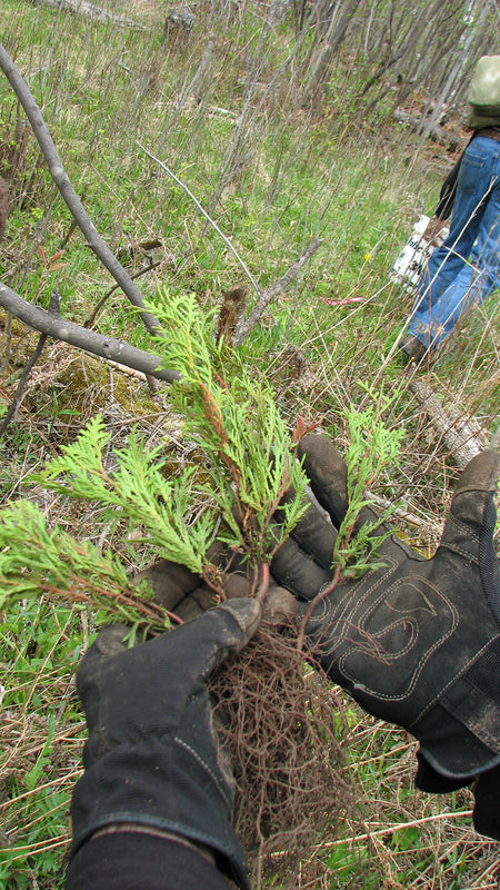 Clean yer creek 2010
