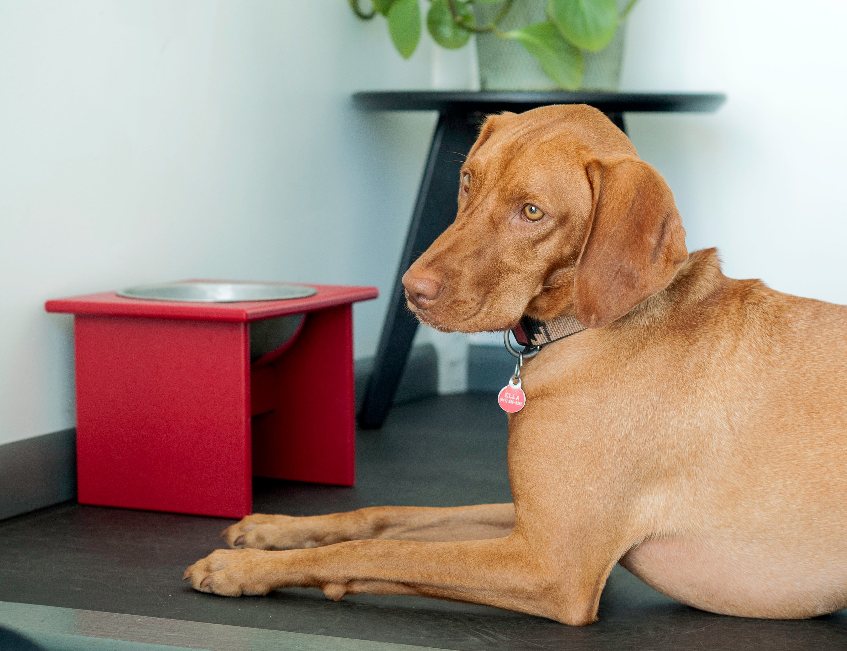 A dog sitting in front of an Apple Red Loll Pet Bowl.